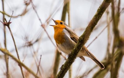 Keep Singing
