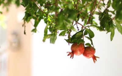 First Fruits Forever