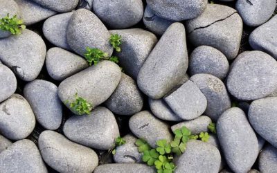 Life Between the Cracks