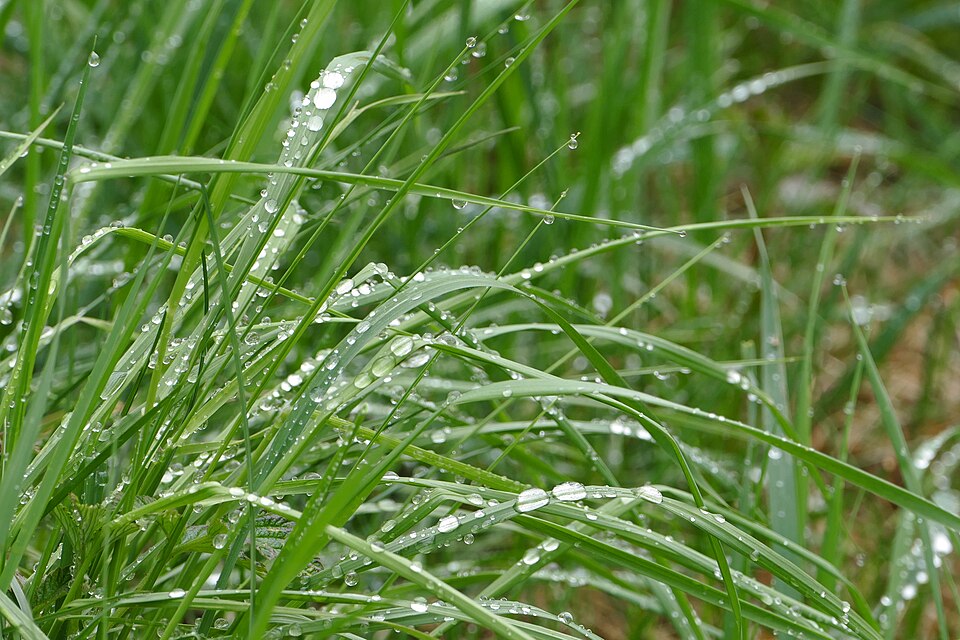 Raindrops on blades of green grass